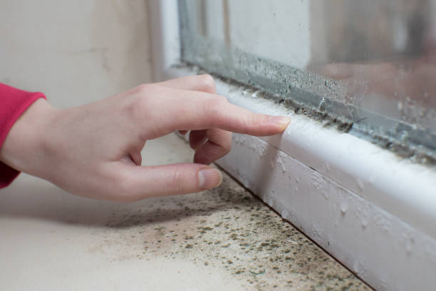Best Asbestos and Lead Testing During Mold Inspection  in Baldwinsville, NY