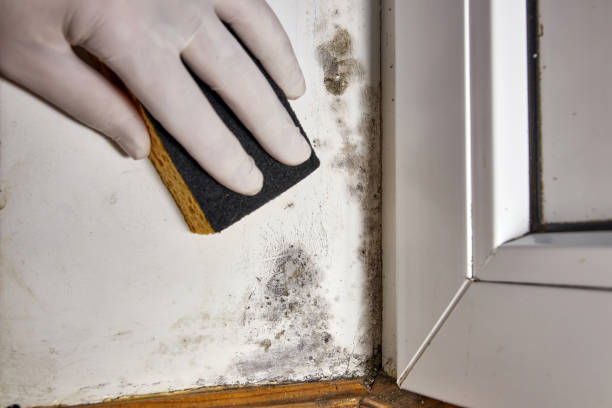 Best Emergency Mold Remediation  in Baldwinsville, NY